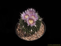 Stenocactus spec. 2310